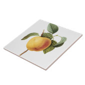 Pierre-Joseph Redouté groot perzikenschilderen Tegeltje (Zijkant)