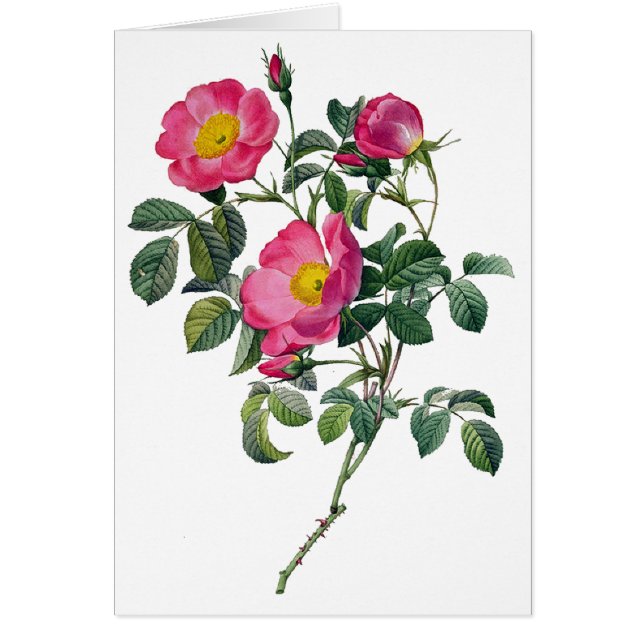 Pierre Joseph Redoute Roses (Devant)