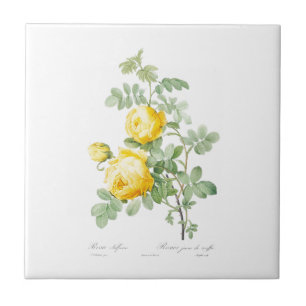 PIERRE-JOSEPH REDOUTÉ "YELLOW ROSE" CERAMIC TILE TEGELTJE