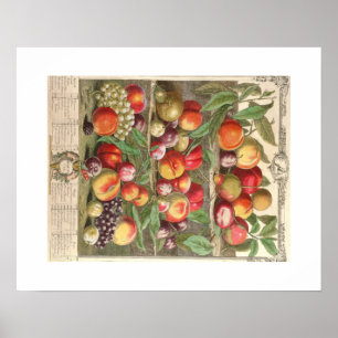Pieter Casteels, twaalf maanden fruit, augustus Poster