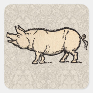 Pig Antiek Piggy Schattige Illustratie Vierkante Sticker