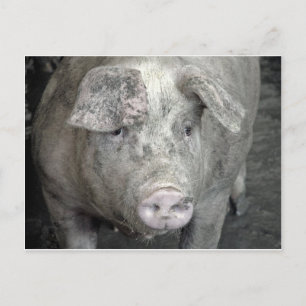 Pig Briefkaart