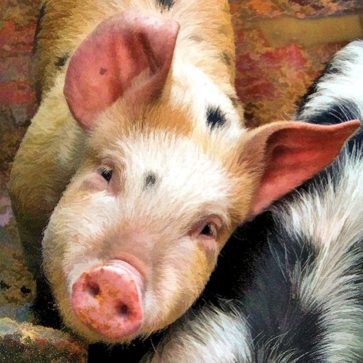 PIG BUTTON FLESOPENER