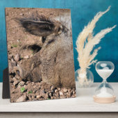 PIG FOTOPLAAT (Zijkant)