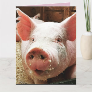 PIG HOG FUNNY BIRTHDAY KAART KAARTEN