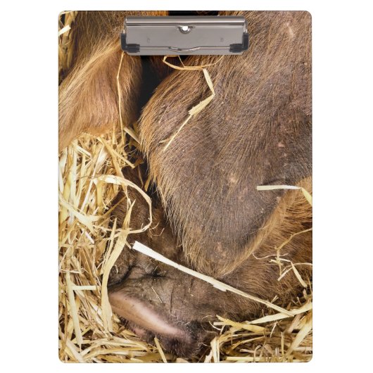 PIG KLEMBORD (Voorkant)