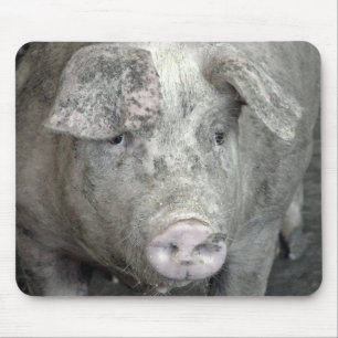 Pig Muismat