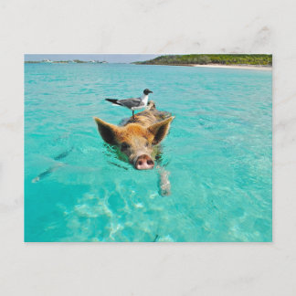 PIG SEAGULL SEA FUN POSTCROSSING BRIEFKAART