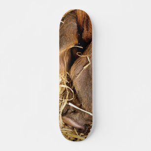 PIG SKATEBOARD