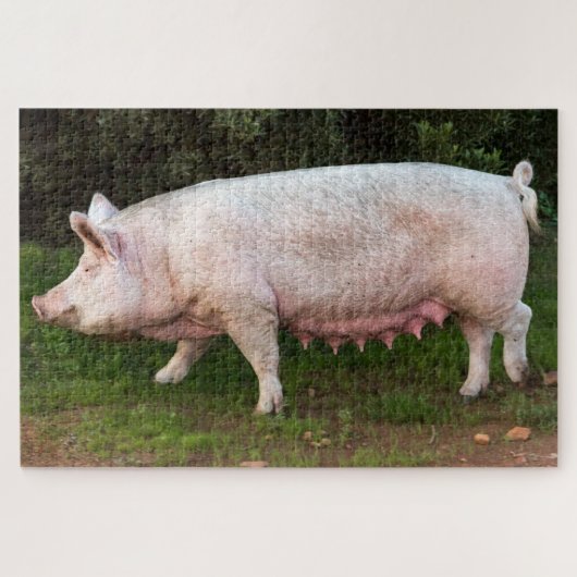 Pig Teats Funny Foto Legpuzzel (Horizontaal)