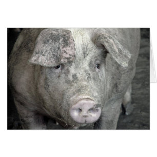 Pig toutes les occasions