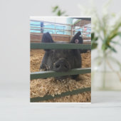 Pig vierge dans la carte (Debout devant)