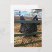 Pig vierge dans la carte (Devant / Derrière)