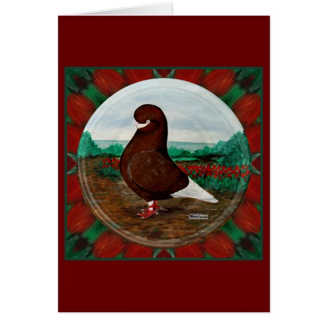 Pigeon à bec rouge Tumbler (Devant)