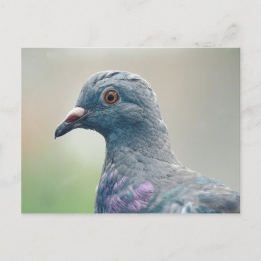 Pigeon à la carte postale fenêtre (Devant)