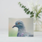 Pigeon à la carte postale fenêtre (Debout devant)