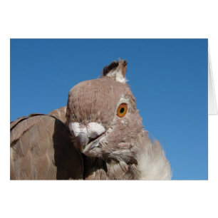 Pigeon à pattes orientales