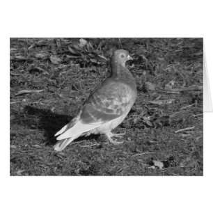 Pigeon at Roath Park Lake Cardiff (BW)
