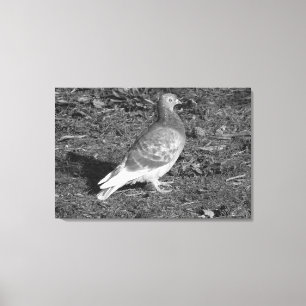 Pigeon at Roath Park Lake Cardiff (BW) Canvas Afdruk