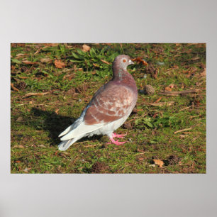 Pigeon bij Roath Park Lake Cardiff Poster