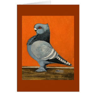 Pigeon Blondinette Bleue