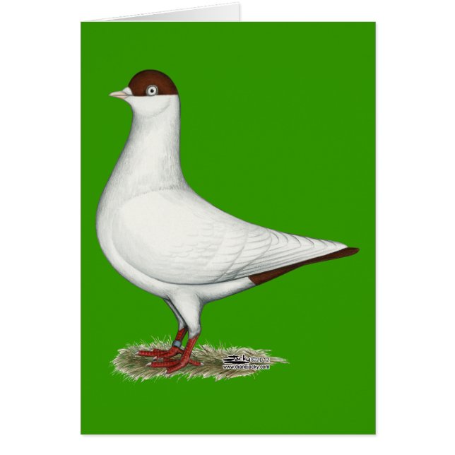 Pigeon casque néerlandais (Devant)