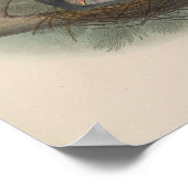 Pigeon Colombin par John Gould Impression (Coin)