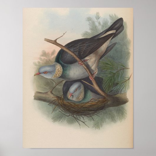 Pigeon Colombin par John Gould Impression (Devant)