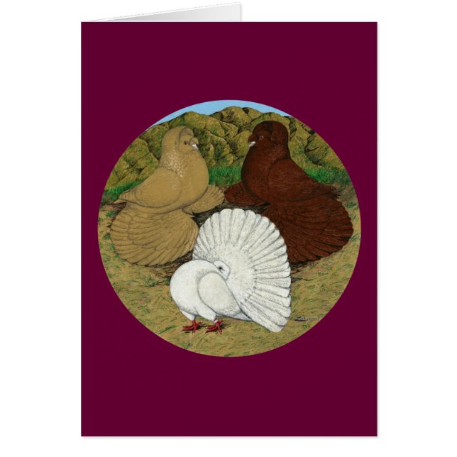 Pigeon Combo (Devant)