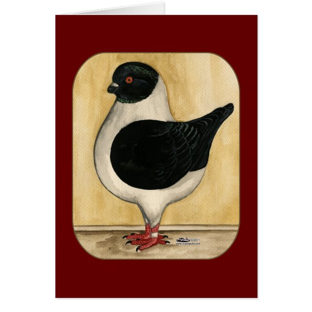 Pigeon de Modena Black Gazzi (Devant)