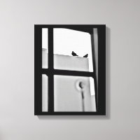 Pigeon Drama
