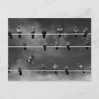 Pigeon Foosball Post Card Briefkaart