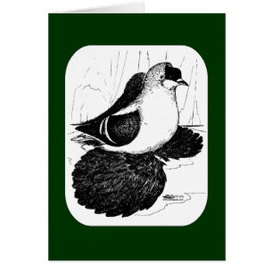 Pigeon hirondelle saxon 1978