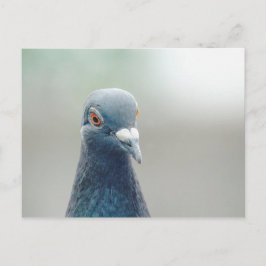 Pigeon in the Window v2 Briefkaart