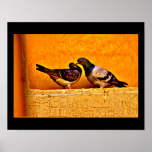 Pigeon Love Poster