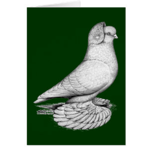 Pigeon moine russe
