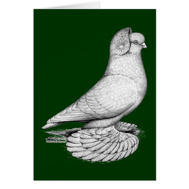 Pigeon moine russe (Devant)