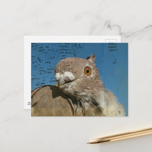 Pigeon named Mr. Pigeon Abstract Words Briefkaart (Voorkant / Achterkant in situ)