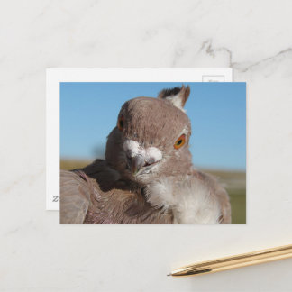 Pigeon named Mr. Pigeon Briefkaart