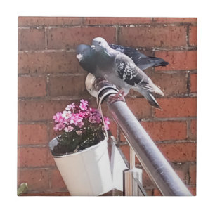 Pigeon Pair en Red Saxifrage Flowers Tegeltje