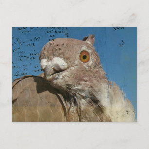 Pigeon Poetry Briefkaart