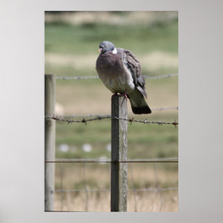 Pigeon Post Poster