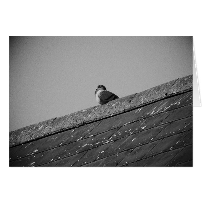 Pigeon solitaire sur le toit (Devant horizontal)