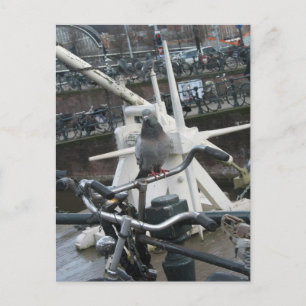 Pigeon sur une carte postale de vélo