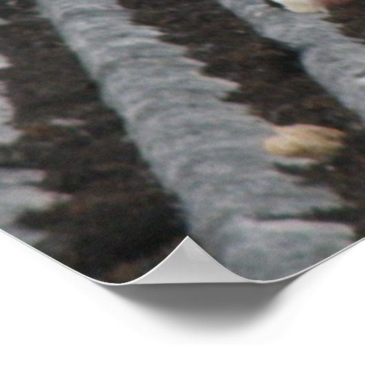 Pigeon Toed - Pigeon Blanc Impression (Coin)