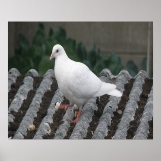 Pigeon Toed - White Pigeon Print (Voorkant)