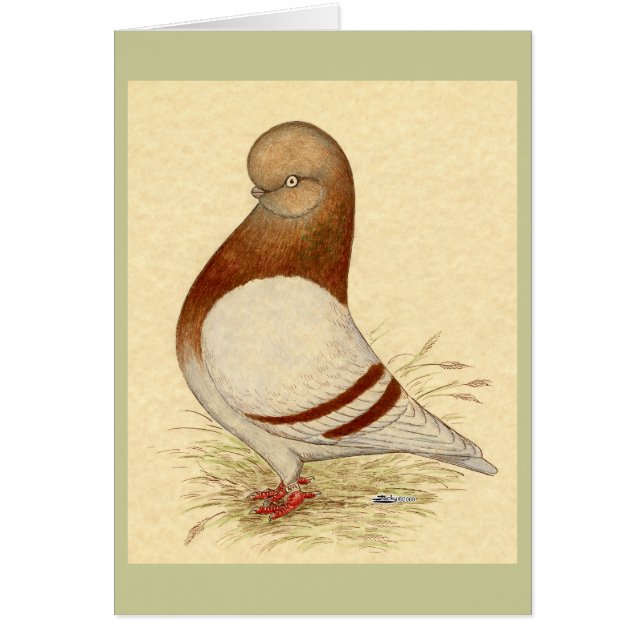 Pigeon Tumbler : LFCL Mealy (Devant)