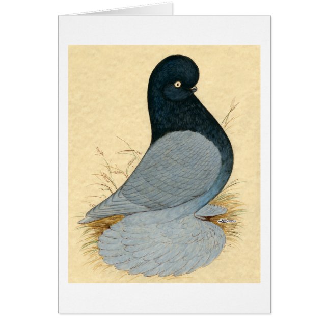 Pigeon Tumbler Muffé Andalou (Devant)