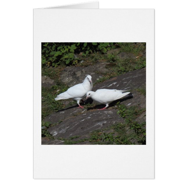 Pigeons blancs (Devant)