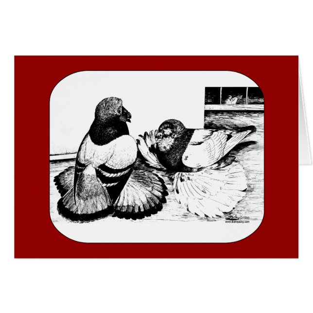 Pigeons de trompette anglais (Devant Horizontal)